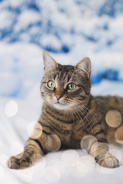 Gato, Animal, Kitty, Bicho De Estimação