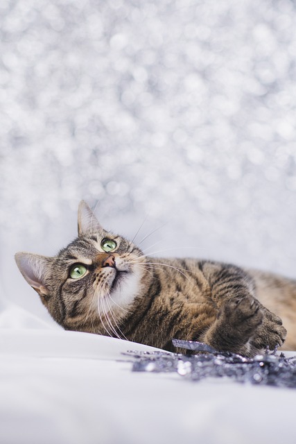 Gato, Felino, Kitty, Animal, Inverno