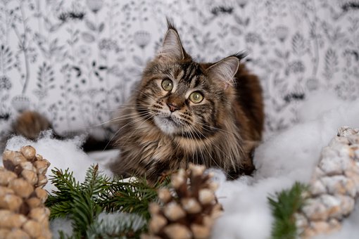 Gato, Maine Coon, Felino, Kitty