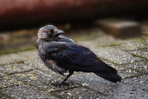 Kraai, Vogel, Natuur, Fauna, Dier