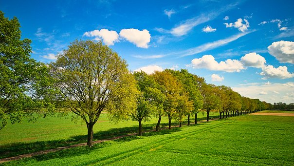 Bomen Omzoomde Avenue, Bomen, Natuur