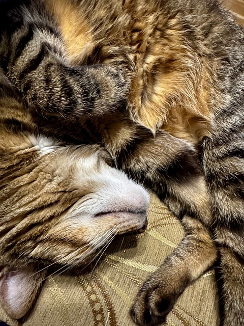 Free Cat Pet photo and picture