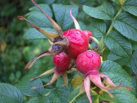 Herfst, Rozenbottel, Natuur, Rozen, Rood