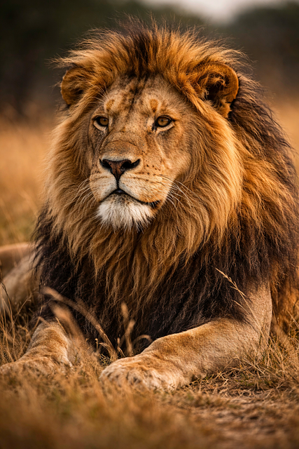 Free Lion Nature photo and picture