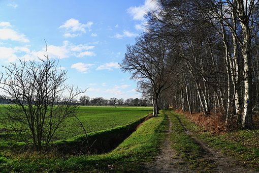 Free Tree Landscape photo and picture
