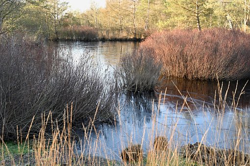 Free Forest Nature photo and picture