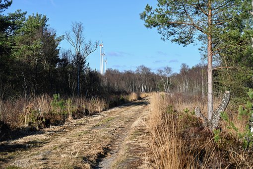 Free Path Forest photo and picture
