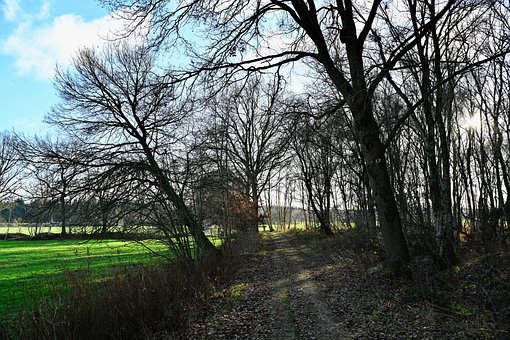 Free Tree Forest photo and picture