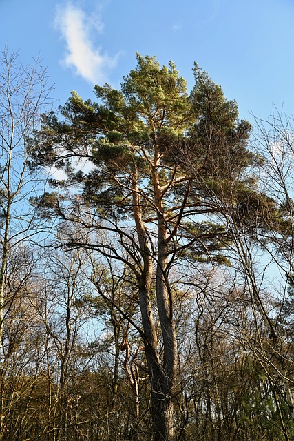 Free Tree Jaw photo and picture