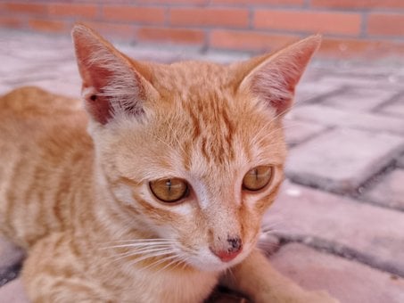 Kat, Kæledyr, Dyr, Natur, Portræt