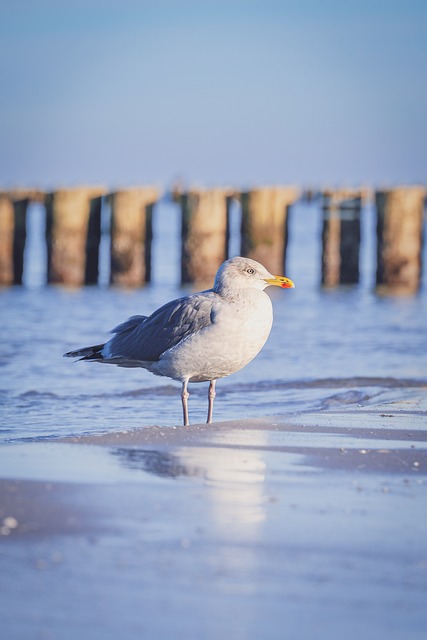 Free Gull Seagull photo and picture