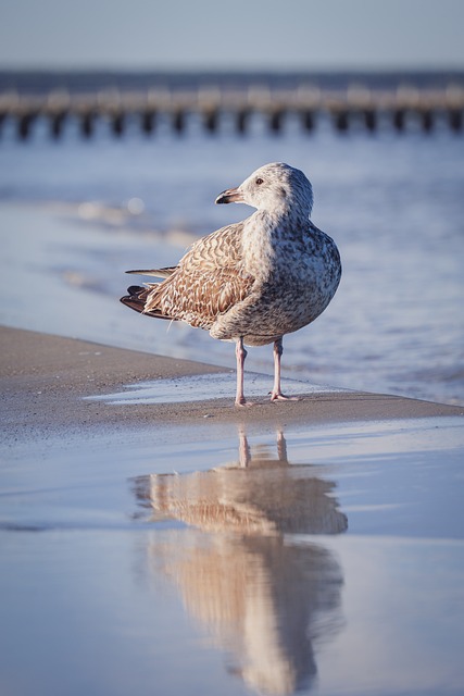 Free Gull Seagull photo and picture