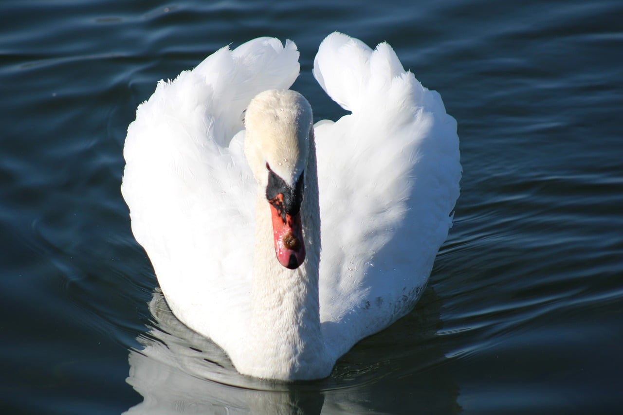 swan-10034682_1280.jpg