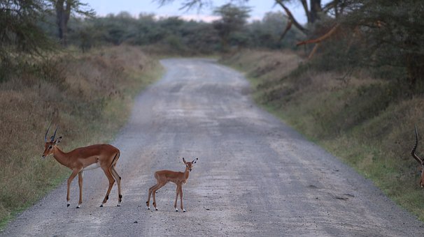 Free Impala Africa photo and picture