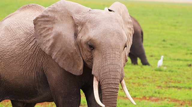 Free Elephant Africa photo and picture