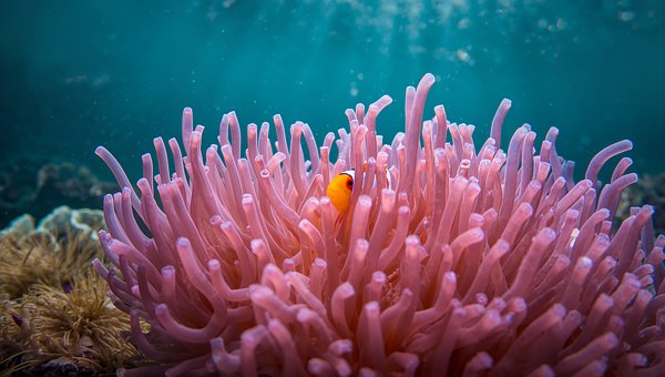 Free Clownfish Anemone photo and picture