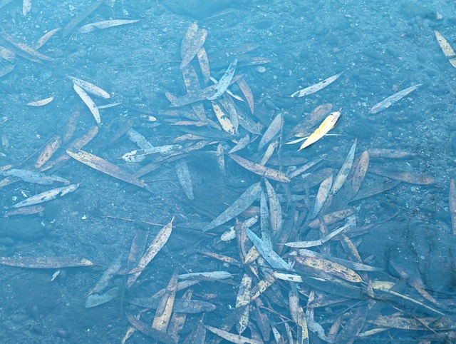 Free Leaves Underwater Autumn photo and picture