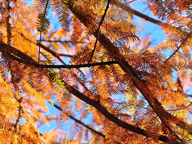 Free Autumn Nature photo and picture