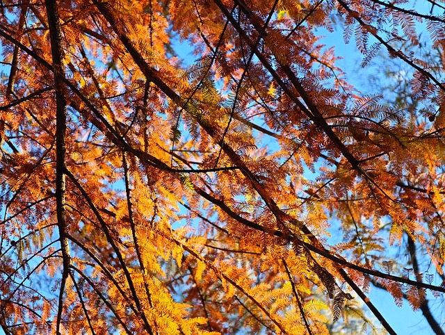 Free Autumn Nature photo and picture