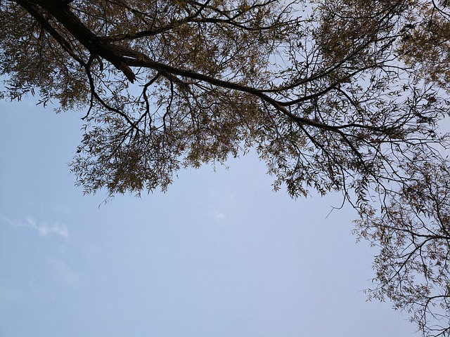 Free Nature Branch photo and picture