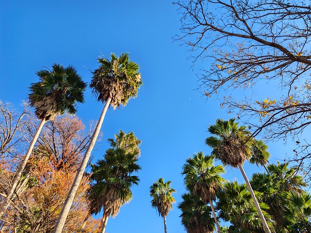 Free Travel Palmas photo and picture