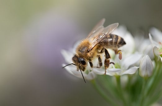 Free Bee Insect photo and picture