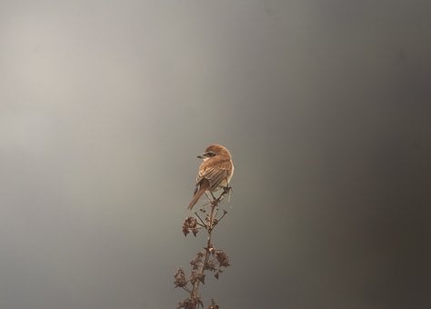 Free Brown Srike Nature photo and picture