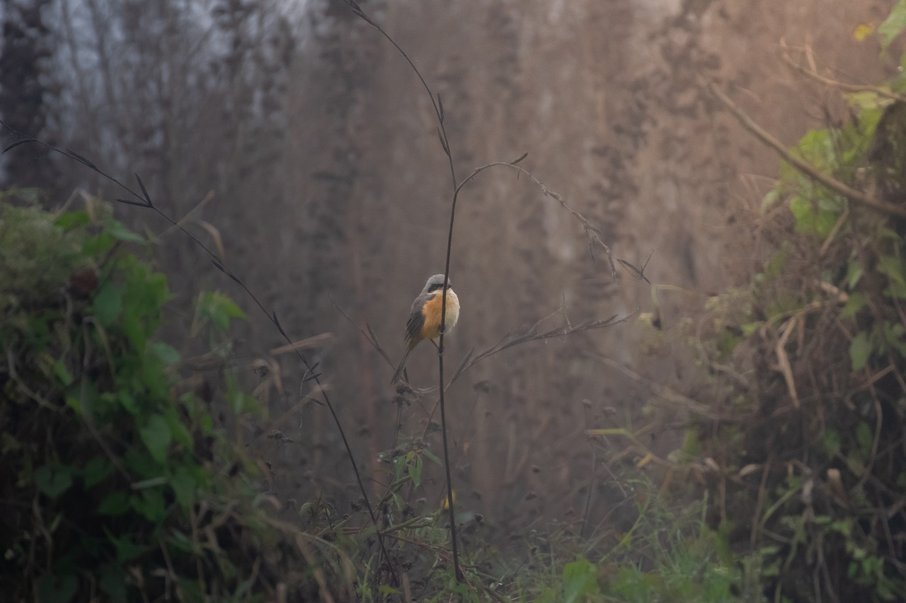 Download free HD stock image of Grey Shrike Nature Free Grey Shrike Nature photo and picture