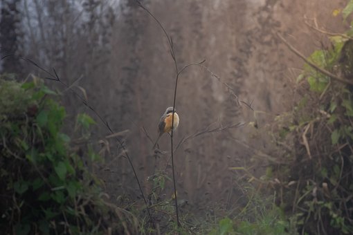 Free Grey Shrike Nature photo and picture