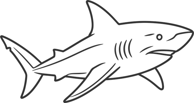 Free shark great white shark marine life vector