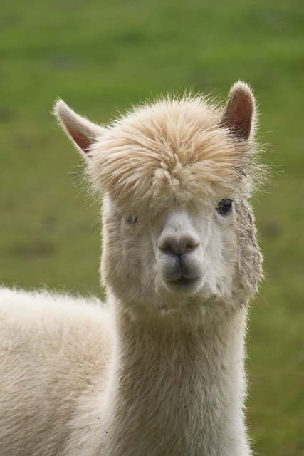 Alpaca, Animal, Mamífero, Lana, Cabeza