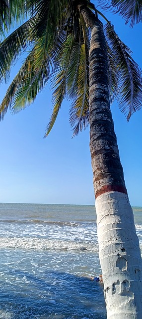Free Palm Tree Beach photo and picture