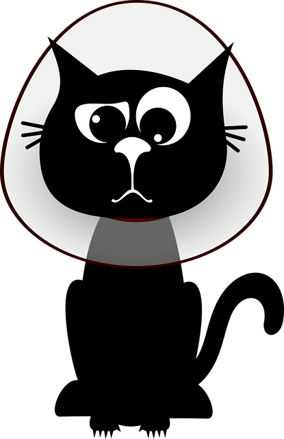 Katze, Kätzchen, Schwarze Katzen