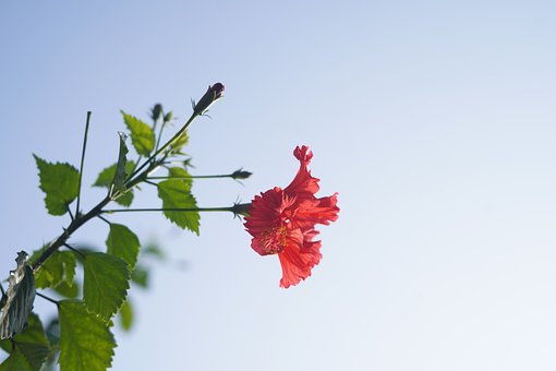 Free Portrait Flower photo and picture