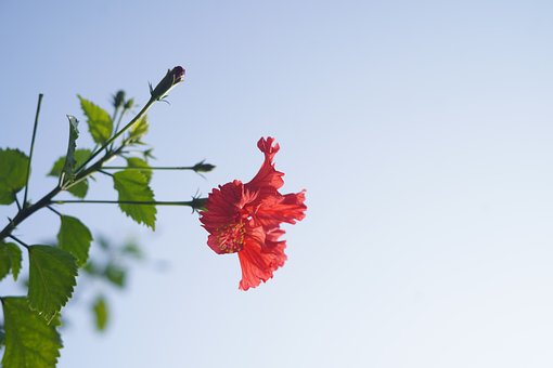 Free Portrait Flower photo and picture