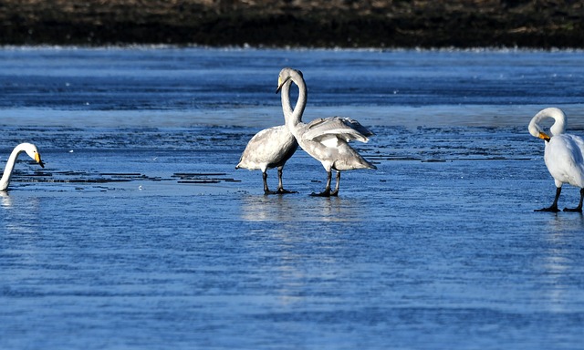 Free Swans Ice photo and picture