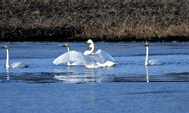 Free Swans Water photo and picture