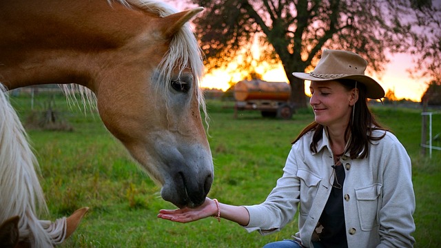 Pferd, Pferde, Natur, Tier, Weide, Frau