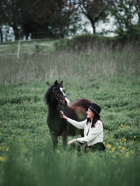 Pferd, Pony, Pferde, Tier, Natur, Weide