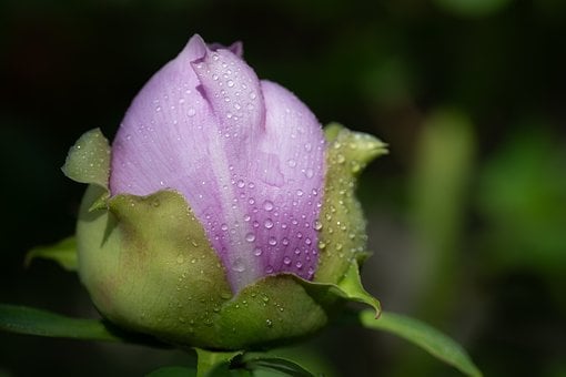 Free Peony Bud photo and picture