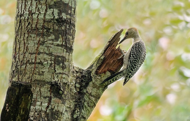 Woodpecker Tree Bird - Free photo on Pixabay