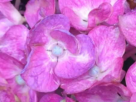 Rosa, Blüte, Natur, Flora, Blumen