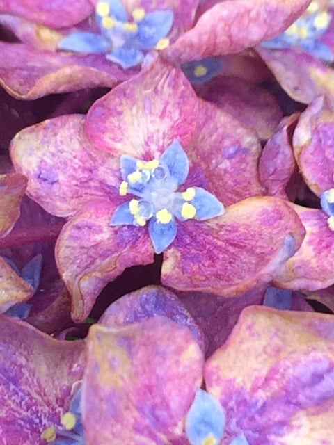 Pinke Blumen, Blüte, Blüht, Natur