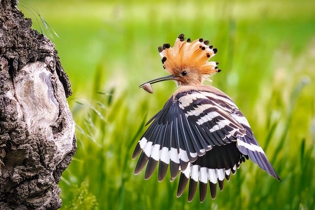 Free Bird Nature photo and picture