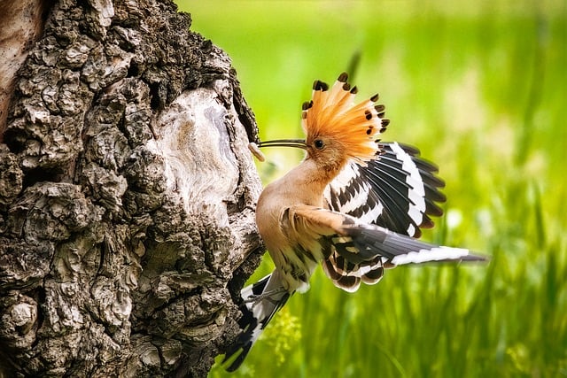 Free Bird Nature photo and picture