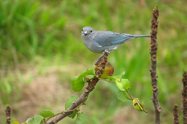 Free Grey Bird Songbird photo and picture