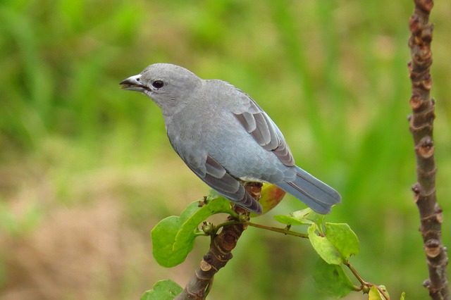 Free Grey Bird Songbird photo and picture