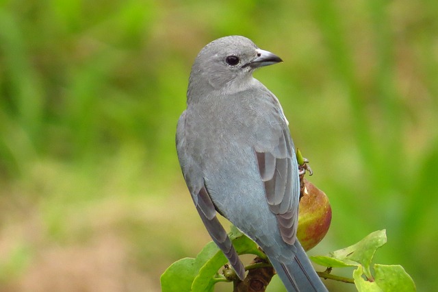 Free Grey Bird Songbird photo and picture
