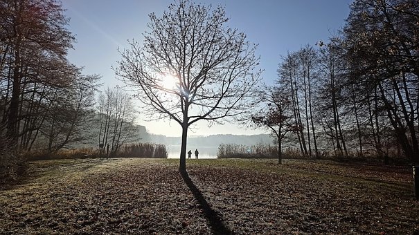 Árbol, Sol, Sombra, Invierno, Lago