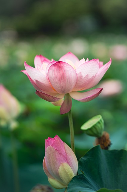 Lotus, Natuur, Bloem, Bloom